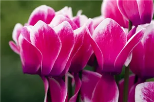 Cyclamen persicum 'Merita' - Cyclamen persicum 'Merita'