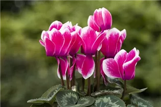 Cyclamen persicum 'Merita' - Cyclamen persicum 'Merita'