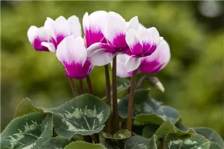 Cyclamen persicum 'Merita' - Cyclamen persicum 'Merita'