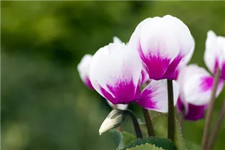 Cyclamen persicum 'Merita' - Cyclamen persicum 'Merita'