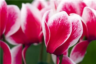 Cyclamen persicum 'Merita' - Cyclamen persicum 'Merita'