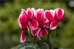 Cyclamen persicum 'Merita' - Cyclamen persicum 'Merita'