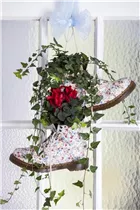 Cyclamen persicum 'Patio' - Cyclamen persicum 'Patio' Cyclamen persicum 'Patio' - Cyclamen persicum 'Patio'