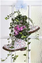 Cyclamen persicum 'Patio' - Cyclamen persicum 'Patio' Cyclamen persicum 'Patio' - Cyclamen persicum 'Patio'