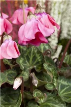 Cyclamen persicum 'Petticoat' - Alpenveilchen 'Petticoat' Cyclamen persicum 'Petticoat' - Alpenveilchen 'Petticoat'