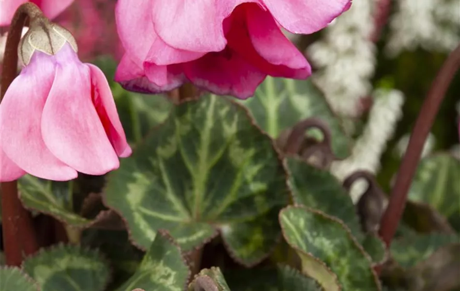 Cyclamen persicum 'Petticoat'