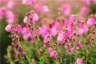 Daboecia cantabrica 'Rosella'(s) - Irische Heide 'Rosella'(s)