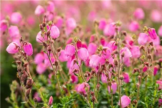 Daboecia cantabrica 'Rosella'(s) - Irische Heide 'Rosella'(s)