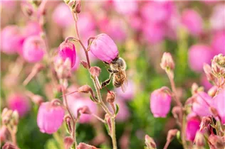 Daboecia cantabrica 'Rosella'(s) - Irische Heide 'Rosella'(s)
