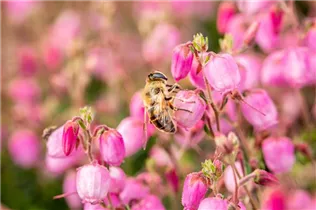 Daboecia cantabrica 'Rosella'(s) - Irische Heide 'Rosella'(s)