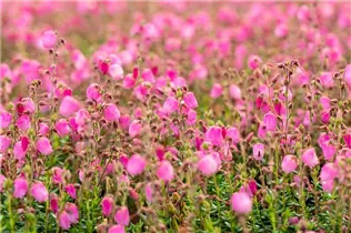 Daboecia cantabrica 'Rosella'(s) - Irische Heide 'Rosella'(s)