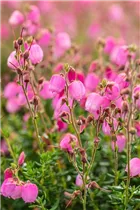 Daboecia cantabrica 'Rosella'(s) - Irische Heide 'Rosella'(s)