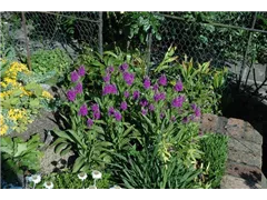 Dactylorhiza maculata - Geflecktes Knabenkraut Dactylorhiza maculata - Geflecktes Knabenkraut