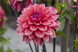 Dahlia 'American Dawn' - Dahlie 'American Dawn'