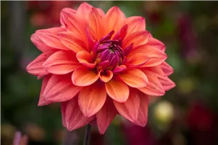 Dahlia 'American Dawn' - Dahlie 'American Dawn'