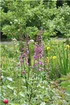 Delphinium belladonna - Verzweigter Garten-Rittersporn