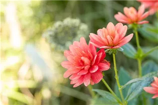 Dahlia anemone - Anemonenblütige Dahlie Dahlia anemone - Anemonenblütige Dahlie