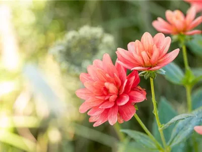 Dahlia anemone - Anemonenblütige Dahlie Dahlia anemone - Anemonenblütige Dahlie