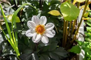 Dahlia anemone - Anemonenblütige Dahlie Dahlia anemone - Anemonenblütige Dahlie