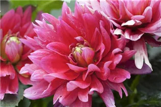 Dahlia 'Berliner Orange' - Dahlie 'Berliner Orange'