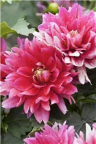 Dahlia 'Berliner Orange' - Dahlie 'Berliner Orange'