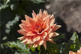 Dahlia 'Berliner Orange' - Dahlie 'Berliner Orange'
