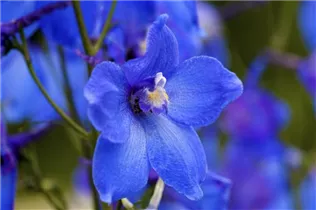 Delphinium belladonna 'Piccolo' - Verzweigter Garten-Rittersporn 'Piccolo'