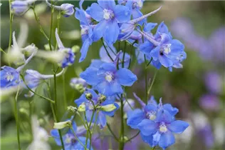 Delphinium belladonna 'Piccolo' - Verzweigter Garten-Rittersporn 'Piccolo'