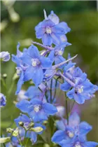 Delphinium belladonna 'Piccolo' - Verzweigter Garten-Rittersporn 'Piccolo'