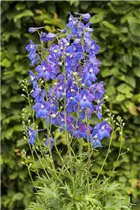 Delphinium belladonna 'Piccolo' - Verzweigter Garten-Rittersporn 'Piccolo'