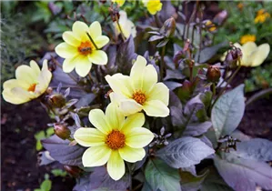 Dahlia 'Bishop of York' - Einfach blühende Dahlie 'Bishop of York'