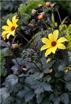 Dahlia 'Bishop of York' - Einfach blühende Dahlie 'Bishop of York'