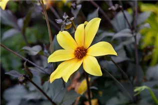 Dahlia 'Bishop of York' - Einfach blühende Dahlie 'Bishop of York'