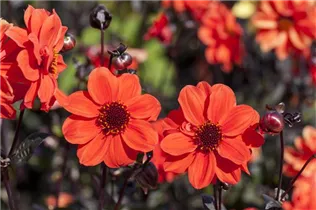 Dahlia 'Bishop of York' - Einfach blühende Dahlie 'Bishop of York'