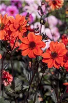 Dahlia 'Bishop of York' - Einfach blühende Dahlie 'Bishop of York'