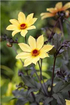 Dahlia 'Bishop of York' - Einfach blühende Dahlie 'Bishop of York'