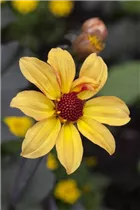 Dahlia 'Bishop of York' - Einfach blühende Dahlie 'Bishop of York'