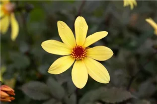 Dahlia 'Bishop of York' - Einfach blühende Dahlie 'Bishop of York'