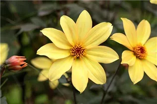 Dahlia 'Bishop of York' - Einfach blühende Dahlie 'Bishop of York'