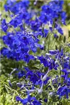 Delphinium belladonna 'Völkerfrieden' - Verzweigter Garten-Rittersporn 'Völkerfrieden' Delphinium belladonna 'Völkerfrieden' - Verzweigter Garten-Rittersporn 'Völkerfrieden'