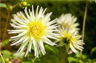 Dahlia Cactus - Kaktus-Dahlie