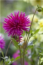 Dahlia Cactus - Kaktus-Dahlie