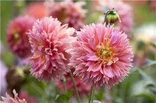 Dahlia Cactus - Kaktus-Dahlie