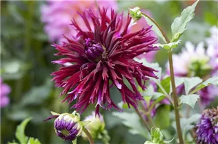 Dahlia Cactus - Kaktus-Dahlie