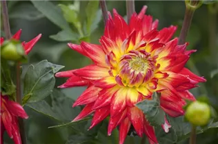 Dahlia Cactus - Kaktus-Dahlie