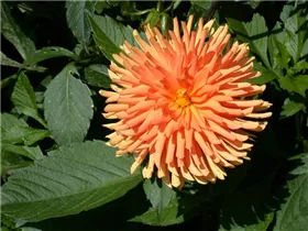 Dahlia Cactus - Kaktus-Dahlie