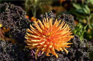 Dahlia Cactus - Kaktus-Dahlie