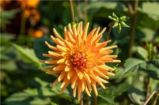 Dahlia Cactus - Kaktus-Dahlie