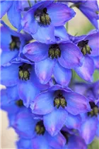 Delphinium grandiflorum - Großblütiger Zwerg-Rittersporn Delphinium grandiflorum - Großblütiger Zwerg-Rittersporn