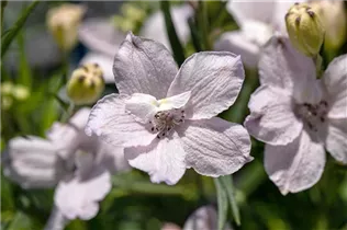 Delphinium grandiflorum - Großblütiger Zwerg-Rittersporn Delphinium grandiflorum - Großblütiger Zwerg-Rittersporn